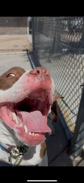 Beautiful dog.