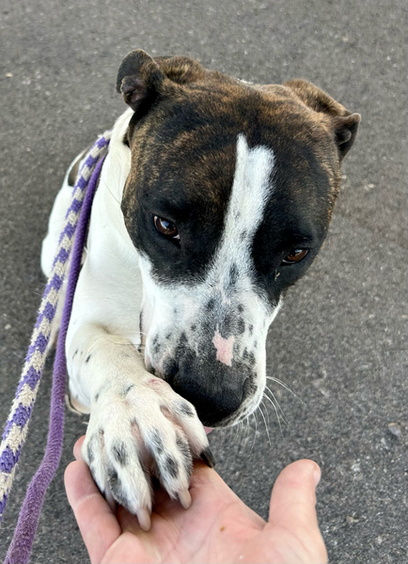 Beautiful dog.
"Nice to meet you m’lady."