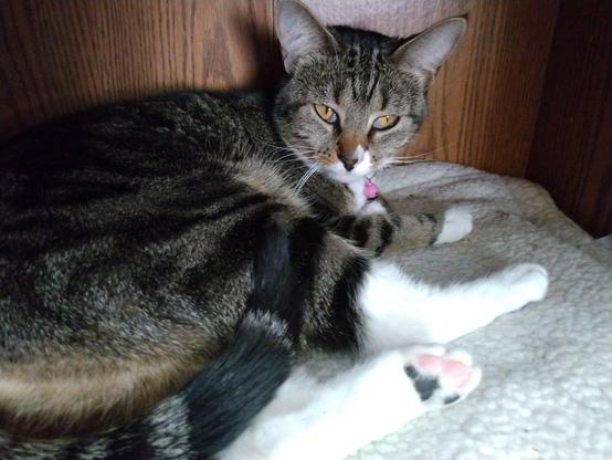 Our young tabby cat with white markings, named Pax, is lying on a soft, fuzzy, white blanket inside a tiny compartment in a wooden bookcase/entertainment center.  Her eyes are looking sleepy.  One black, and three pink, toe beans are showing on one white hind foot.