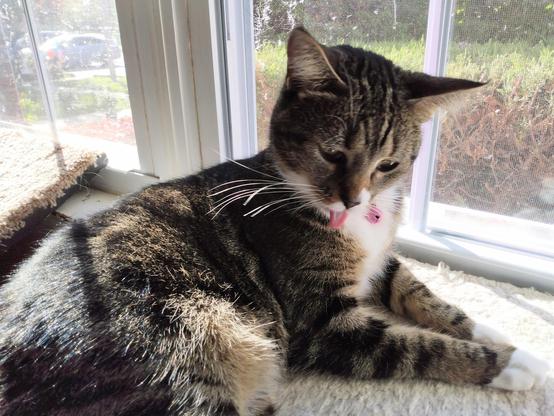 Our little tabby cat with white markings, named Pax, is lying on a soft, fuzzy, white window shelf.  She is grooming herself.  Her little pink tongue is cleaning her chest as her two striped forelegs with white mittens are stretched out in front of her.