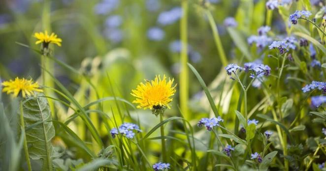 Gardeners urged to keep one type of flower in gardens in March