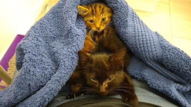 A tiny sickly tabby kitten and a dark kitten wrapped in a towel