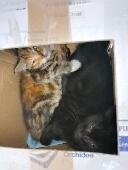 A tiny sickly tabby kitten and a dark kitten hiding in a box
