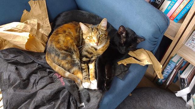 A year old tabby kitten and her dark brother laying on a blue couch