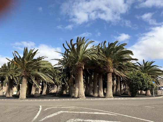 Blick auf eine größere Guppe von Palmen. Im Vordergrund eine geteerte Fläche mit weißen Markierungen