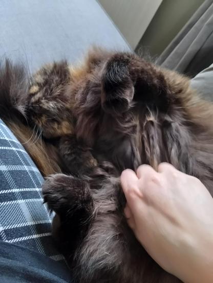 the cat has now rolled over on her back and is getting belly scritches.