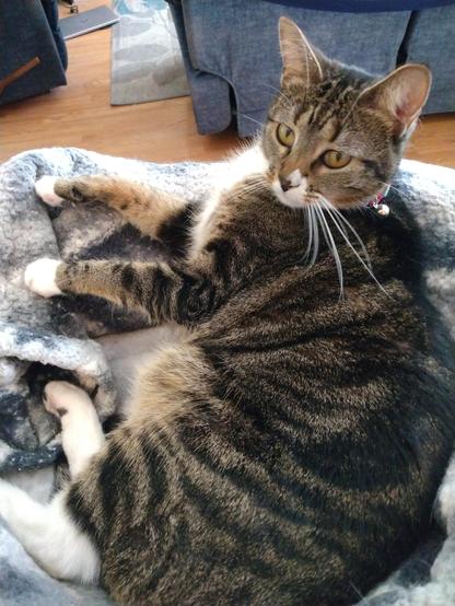 Our brown tabby cat with white markings, named Pax, is lying on her side in her cozy nest of grey and white blankets on top of a low cat tower.  All four legs are stretched out straight in front of her.  Her long white whiskers adorn her face.