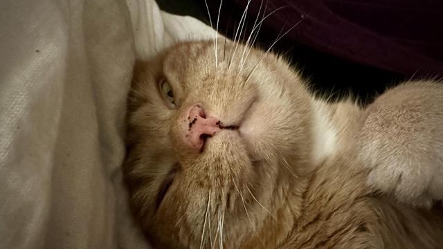 George the still somewhat sleepy cat