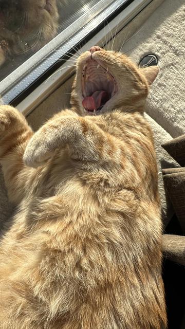 George the cat yawhning in front of the window