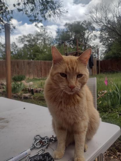 This little jerk,eats here but doesn't like me to pet him...but I'm pushover for an #orangecat #Caturday #ScreenshotSatu