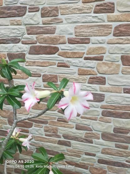 #ScreenshotSaturday Morning walk ☀️ Pagi hari cuaca agak mendung #jalanjalan motret bunga Adenium #adenium #colors #brig