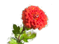 @hairylarry @mdhughes I made it a #DL evolving field of chrysanthemums https://lispy-gopher-show.itch.io/dl-roc-lisp/dev