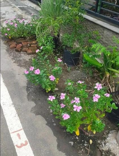 #ScreenshotSaturday Morning walk ☀️ Motret bunga Tapak Dara Rose periwinkle Saat #jalanjalan pagi #flower #bloom #nature