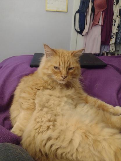 Mr. Peaches ๐ has a lot of belly to clean ๐บ #Caturday #orangecat #ScreenshotSaturday