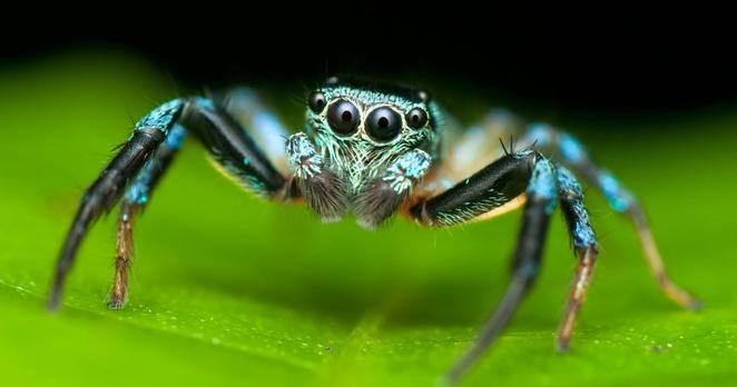 Eine blaugrüne Spinne in Nahaufnahme auf grünem Blatt mit behaarten Beinen und vier sichtbaren Augen