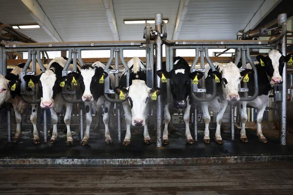 Cows from are milked