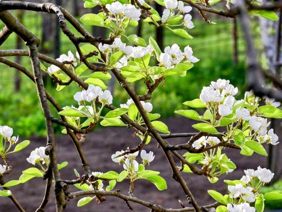 Blooming Tree Branches in Sunlight Jigsaw Puzzle