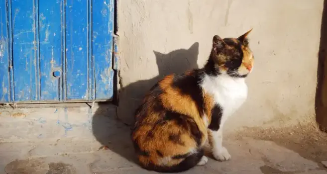 Les chats aussi ont traversé la Méditerranée : Une origine tunisienne confirmée