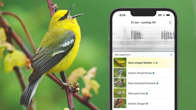Photo of a bird and the Merlin Bird ID app