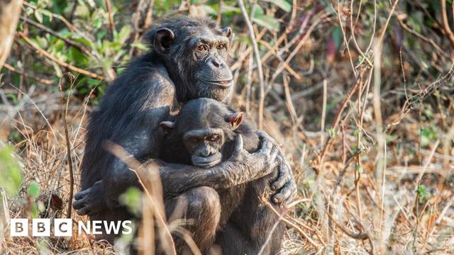 Adult chimpanzee embracing a juvenile chimpanzee