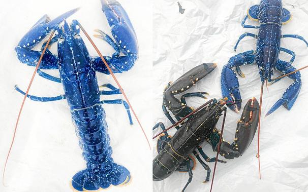 Fruit d’une anomalie génétique, le homard bleu électrique se distingue nettement de la coloration habituelle de ses congénères bretons (Photos Philippe Marty)