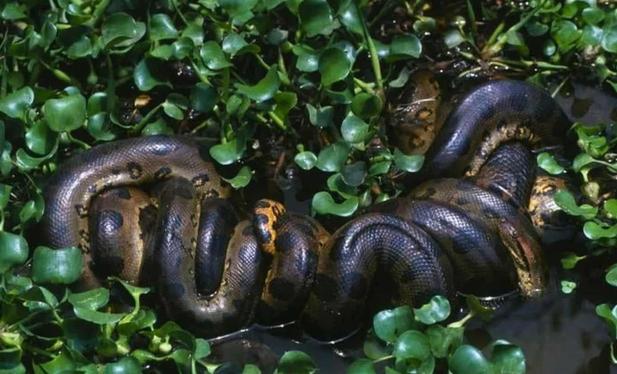 Anaconda In The Amazon Forest