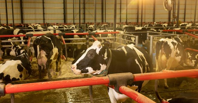 Since bird flu first appeared on American dairy farms about a year ago, it has spread to more than 1,000 cattle herds in 17 states. Since bird flu first appeared on American dairy farms about a year ago, it has spread to more than 1,000 cattle herds in 17 states.