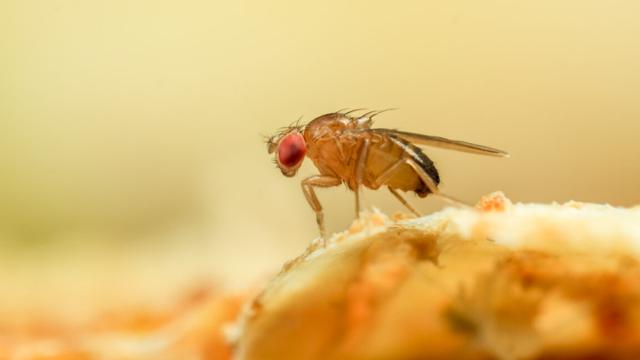 A small fruit fly stands on a rough surface in the center of the image. The surface and the background are both a yellowish-tan color.