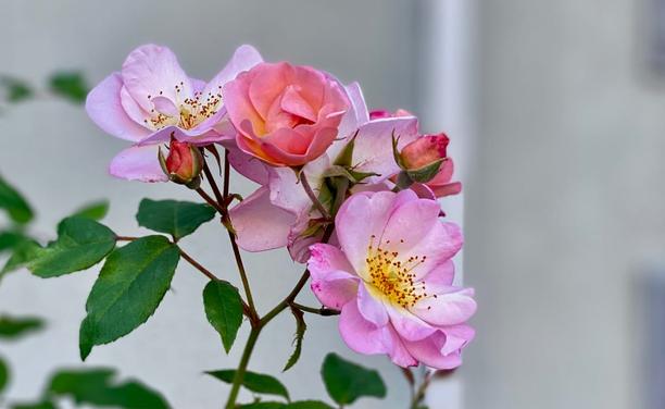 A New Faith - A New Faith