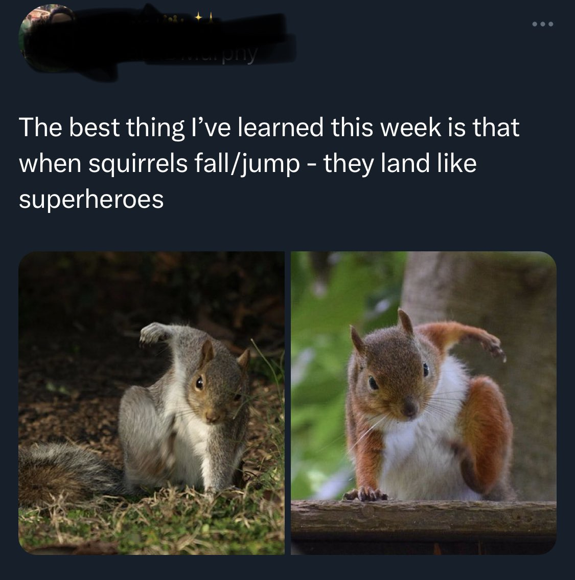 superhero squirrels | Squirrel memes, Squirrel, Lovely creatures