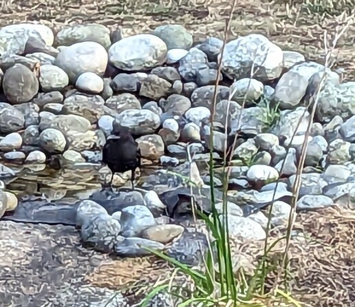 Weirdly impressionistic photo of the same bird in the same pond, not sure why it looks like this?