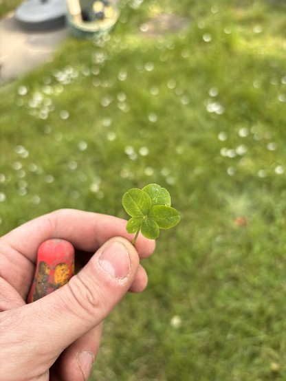 Photo of my hand holding a clover with five leafs. In three background is a blurred meadow with white flowers
