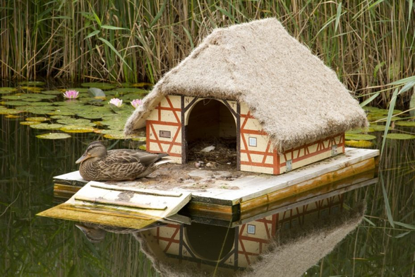 image of a duck sitting on a little floating house on a lake with searoses and grass