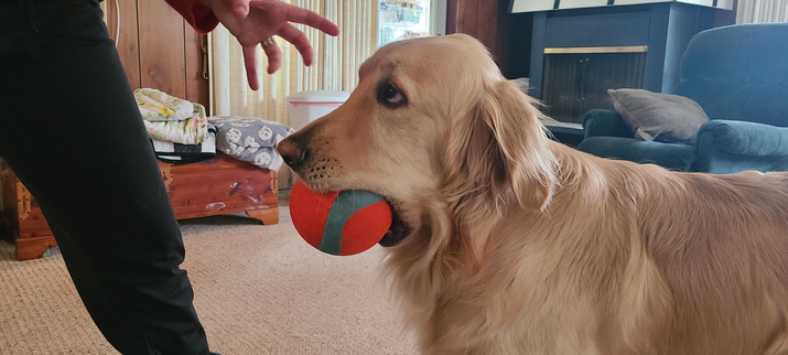 picture of a dog with a ball in his mouth looking guilty at a human hand
