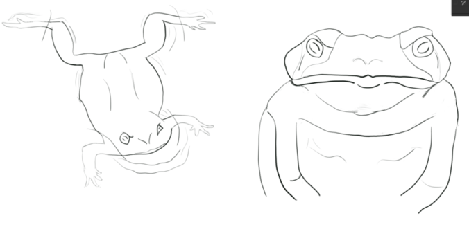 two rough doodles of frogs