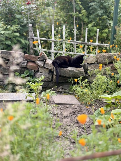 A black cat rests atop a weathered stone wall, surrounded by a verdant garden. The scene is alive with the lush greenery of foliage and the bright orange hues of marigolds. A wooden fence can be seen in the background, adding to the rustic charm of the outdoor setting.