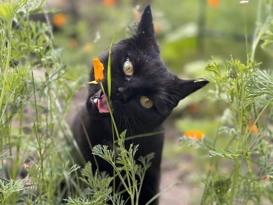 The same black cat eating a blade of grass. 