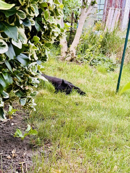 The same cat lying like a long stretched cartoon cat i  the grass beside a lush bush.