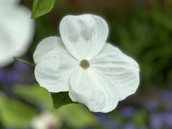 Photo of white four leaf dogwood flower