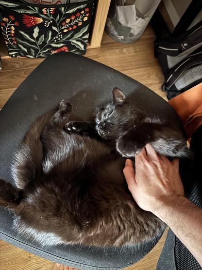 Me touching the furry cat belly while she accepts it peacefully 