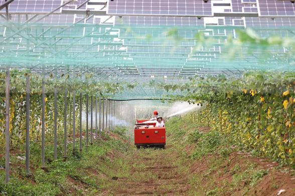 Workers tend to herbs grown beneath solar panels in a photovoltaic plantation in Lihua, Lianyungang, Jiangsu province, China, on July 21, 2024.