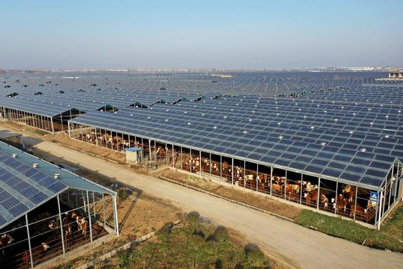 Cattle are kept in pens beneath solar-panel arrays at an agrivoltaic farm in Mengcheng County, Bozhou, Anhui province, China, on December 23, 2023.