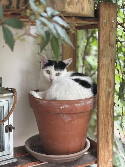 A black and white cat sitting like a croissant on top of a flower pot suggesting that it grew from there