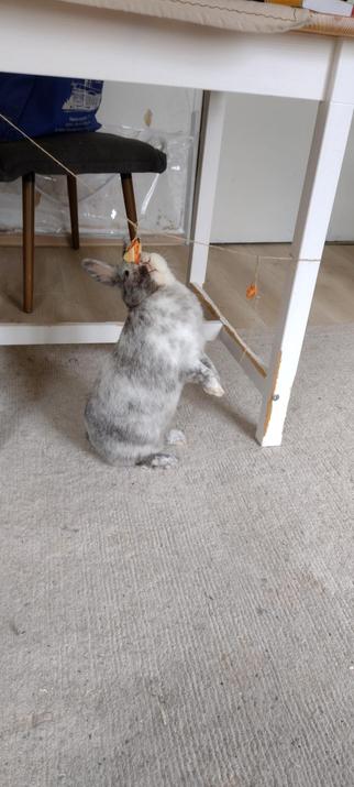 very cute bunny trying to reach food hanging above him