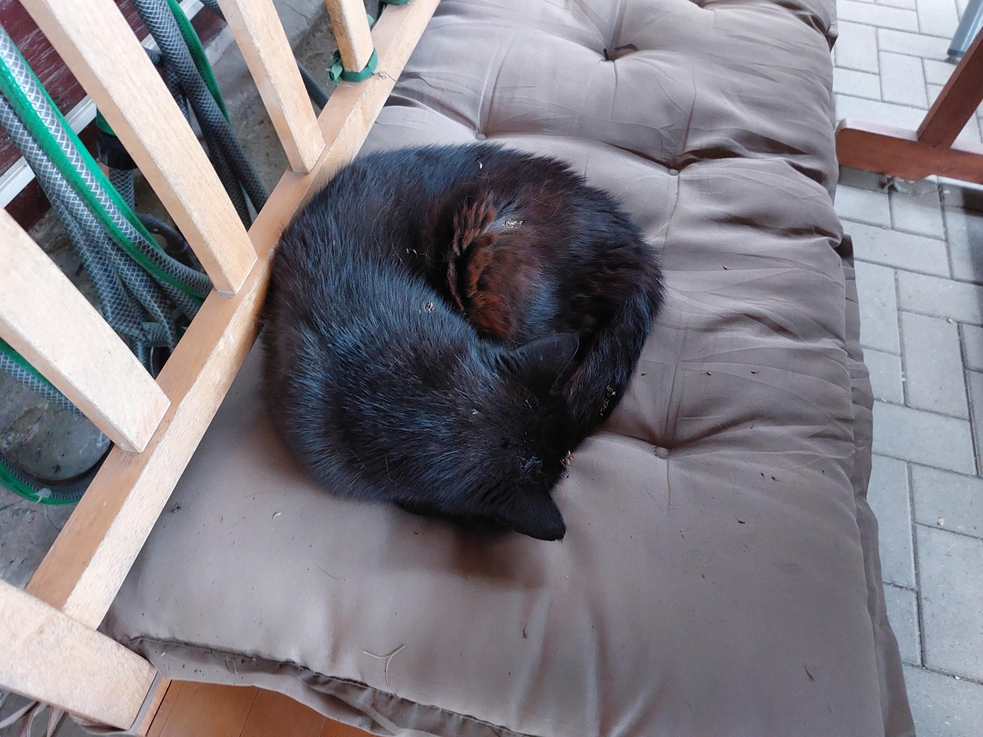 Mausi the cat