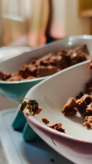 Video of a wasp working on a slightly too large piece of cat food. After she cut it in roughly half you see it take off with the thing firmly in its grasp.