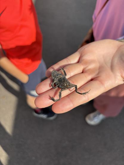 A dead, dried-out frog in a hand. His pose looks like he died dancing.