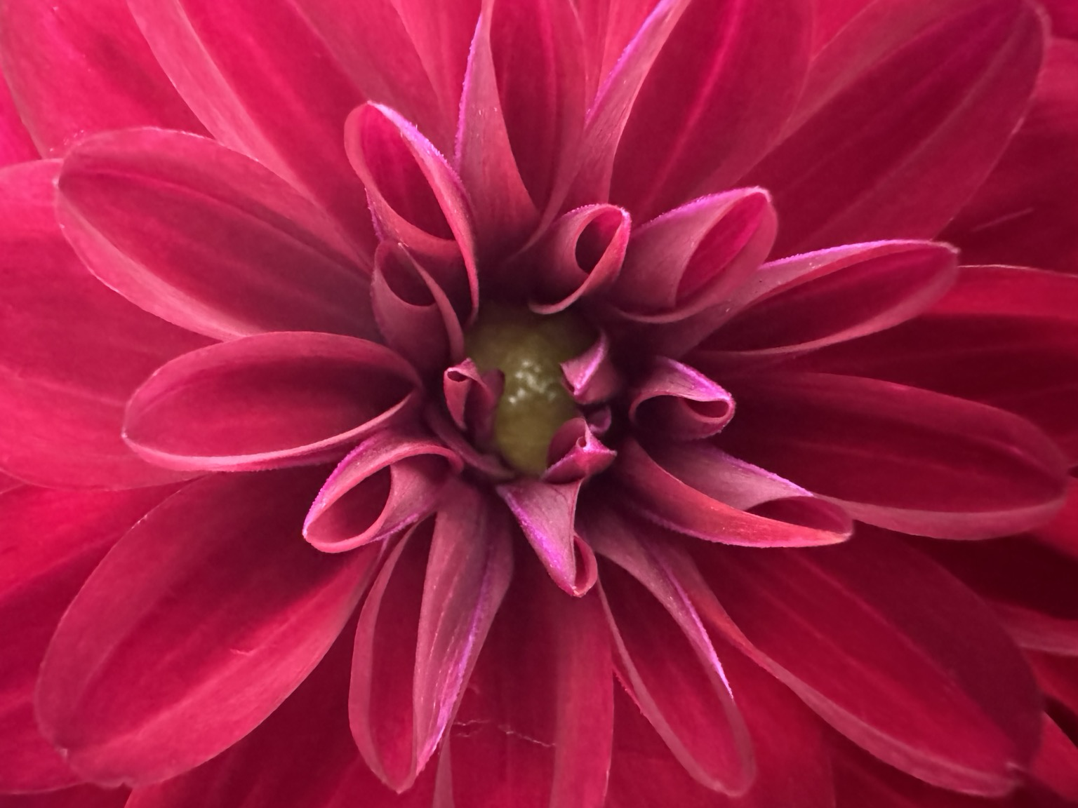 Close up red flower Close up red flower