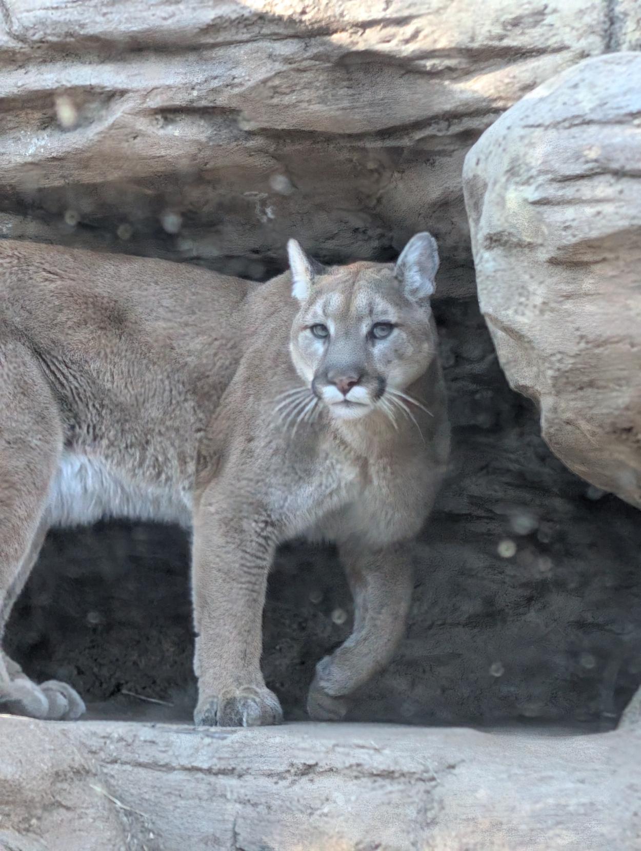 A majestic mountain lion stares at a curious onlooker.