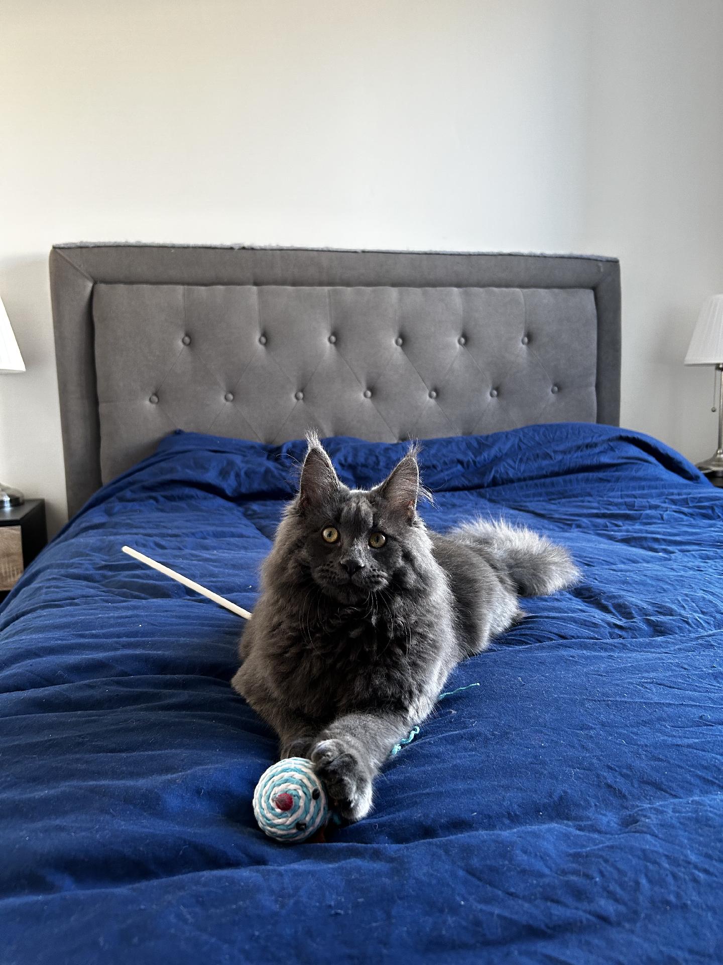 mastodon.gamedev.place